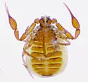 Pseudogarypus banksi - photo 3