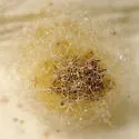 Pseudogaurax anchora