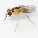 Pseudogaurax anchora - photo 2