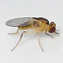 Pseudogaurax anchora - photo 4