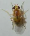 Pseudogaurax signatus