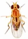 Pseudogaurax signatus - photo 2