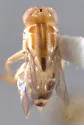 Pseudogaurax signatus - photo 3