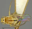 Pseudogaurax signatus - photo 4