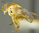Pseudogaurax signatus - photo 5