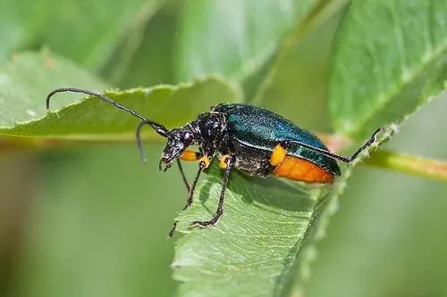 Pseudogaurotina cressoni - photo 3