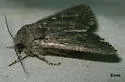 Pseudohadena vulnerea - Hodges#9577 - Pseudohadena vulnerea