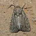 Pseudohadena vulnerea - Hodges#9577 - photo 2