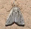 Pseudohadena vulnerea - Hodges#9577 - photo 4