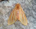 Pseudohemihyalea ambigua - Hodges#8218