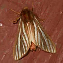 Pseudohemihyalea ambigua - Hodges#8218 - photo 2