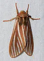 Pseudohemihyalea ambigua - Hodges#8218 - photo 4