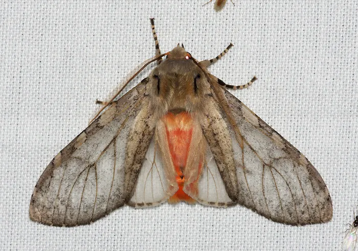 Freckled Glassy-wing - Hodges#8221 - photo 2