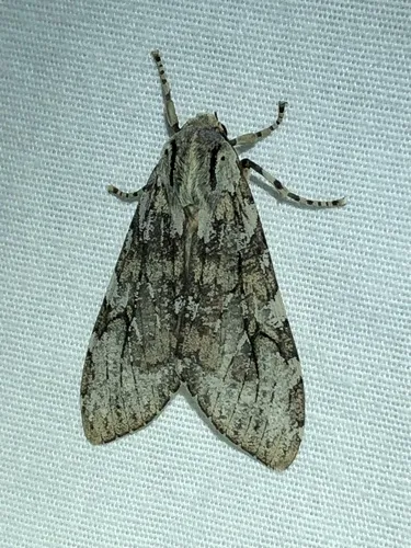 Pseudohemihyalea splendens - Hodges#8220