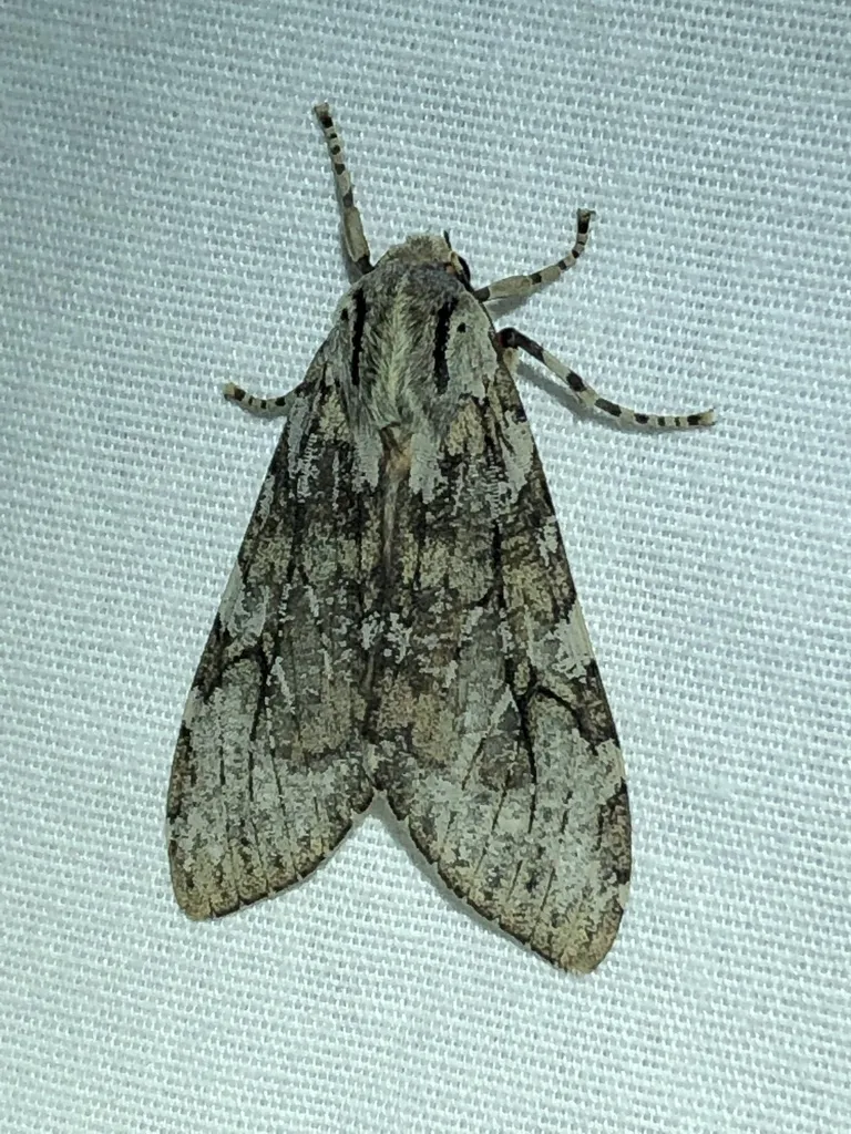 Pseudohemihyalea splendens - Hodges#8220 - photo 2