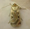 Pseudohermonassa flavotincta - Hodges#10952