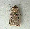 Pseudohermonassa flavotincta - Hodges#10952 - photo 4