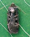 Morrison's Sooty Dart - Hodges#10951 - Pseudohermonassa tenuicula