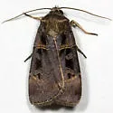 Morrison's Sooty Dart - Hodges#10951 - photo 2
