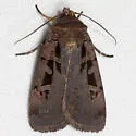 Morrison's Sooty Dart - Hodges#10951 - photo 3