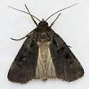 Morrison's Sooty Dart - Hodges#10951 - photo 4