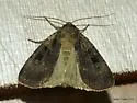 Morrison's Sooty Dart - Hodges#10951 - photo 5
