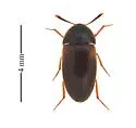 Pseudoholostrophus discolor - photo 2
