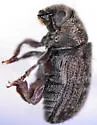 Pseudohylesinus grandis - photo 2
