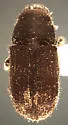 Pseudohylesinus maculosus
