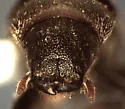 Pseudohylesinus maculosus - photo 2