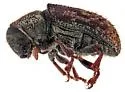 Pseudohylesinus maculosus - photo 3