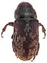 Pseudohylesinus maculosus - photo 4