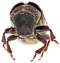 Pseudohylesinus maculosus - photo 5