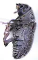 Douglas-fir Pole Beetle - photo 2