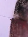 Douglas-fir Pole Beetle - photo 3