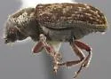 Douglas-fir Pole Beetle - photo 4