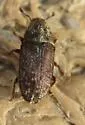 Douglas-fir Pole Beetle - photo 5