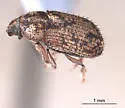 Pseudohylesinus pini - photo 2