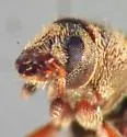 Pseudohylesinus pini - photo 3