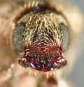 Pseudohylesinus pini - photo 4