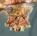 Pseudohylesinus pini - photo 5