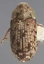 Pseudohylesinus sericeus