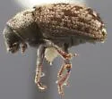 Pseudohylesinus sericeus - photo 2