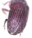 Pseudohylesinus tsugae - photo 3