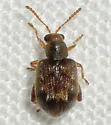 Waterfern Flea Beetle - Pseudolampsis guttata