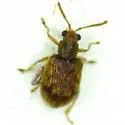 Waterfern Flea Beetle - photo 2