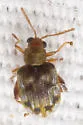 Waterfern Flea Beetle - photo 3