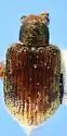 Waterfern Flea Beetle - photo 4