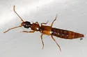Pseudolathra collare - photo 2