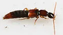 Pseudolathra collare - photo 3